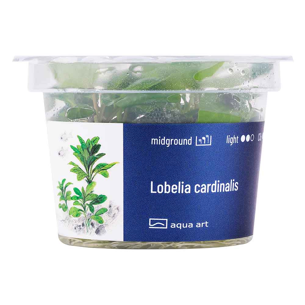 Aqua Art Lobelia cardinalis in Vitro Cup