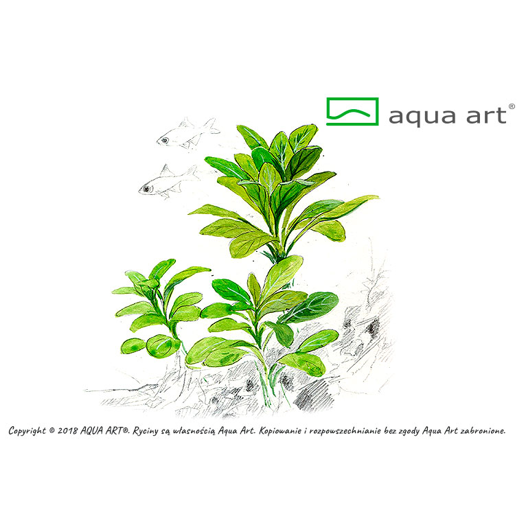 Aqua Art Lobelia cardinalis in Vitro Cup