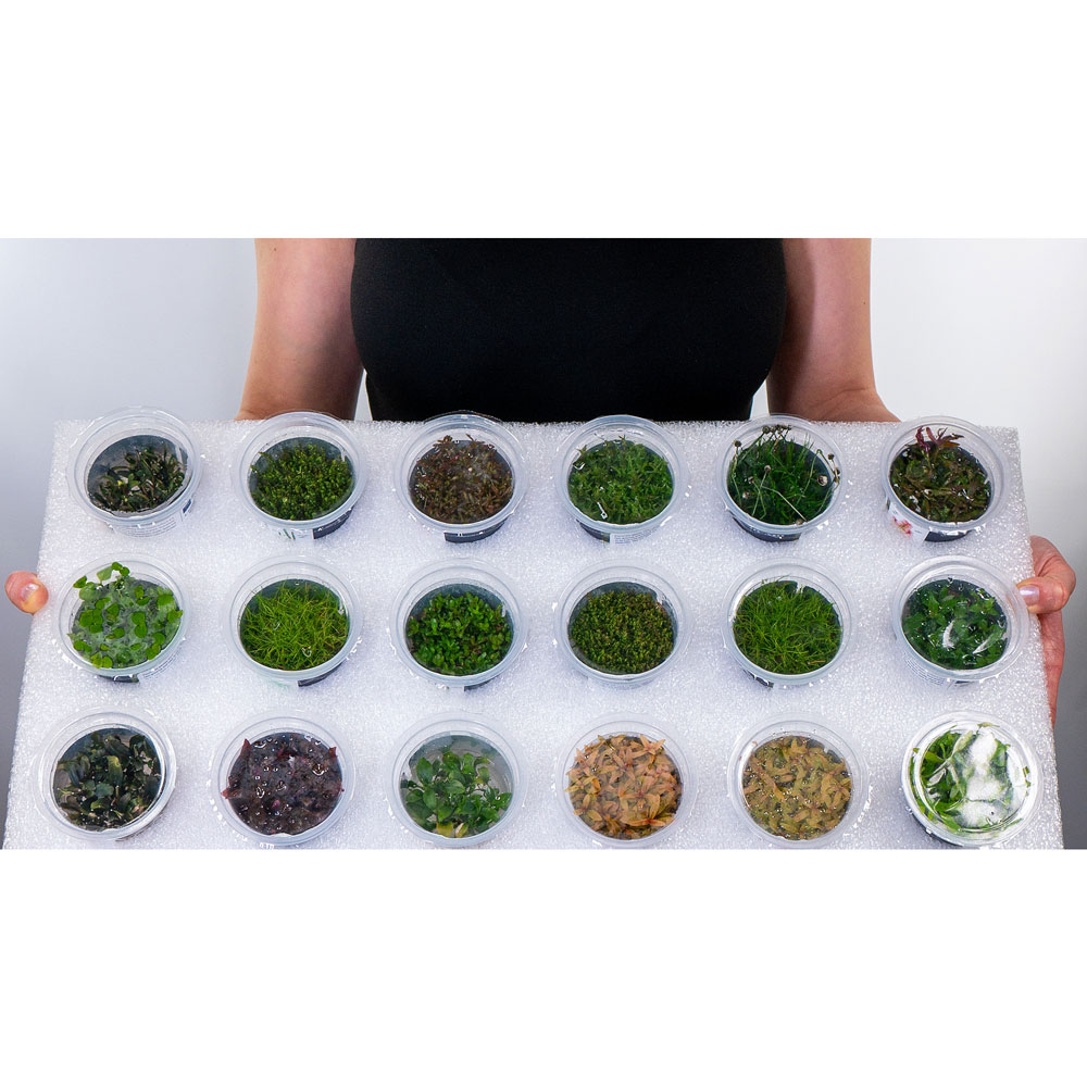 Aqua Art Lobelia cardinalis in Vitro Cup