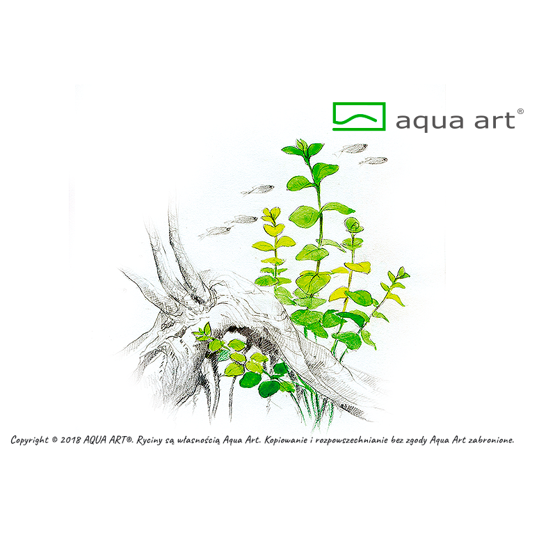 Aqua Art Lysimachia nummularia in Vitro Cup