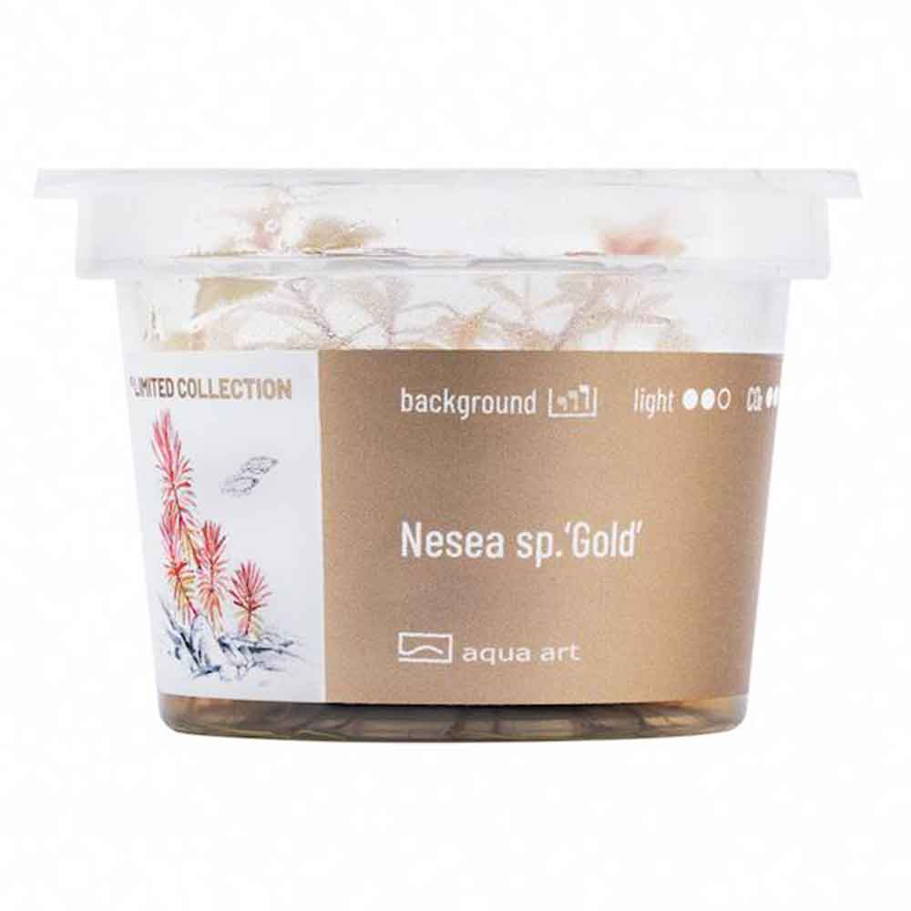Aqua Art Nesea sp. &quot;Gold&quot; in Vitro Cup