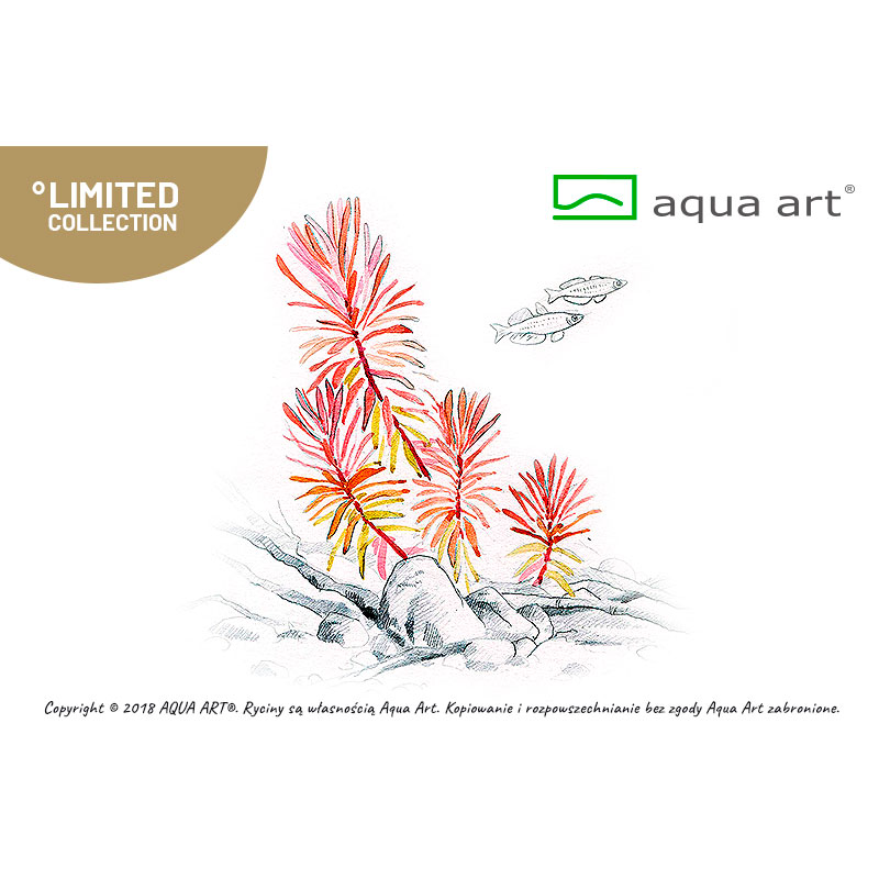 Aqua Art Nesea sp. &quot;Gold&quot; in Vitro Cup