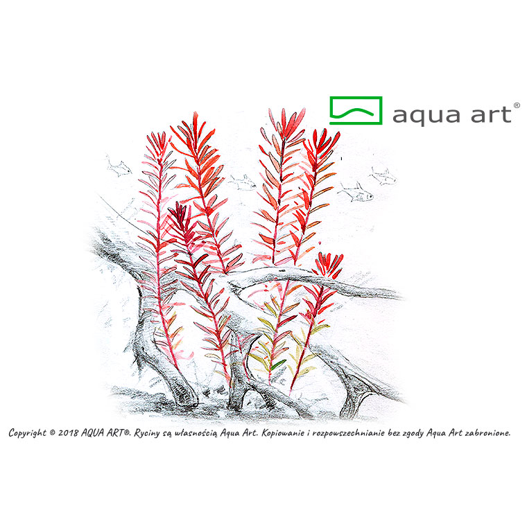Aqua Art Rotala sp. &quot;H'ra&quot;