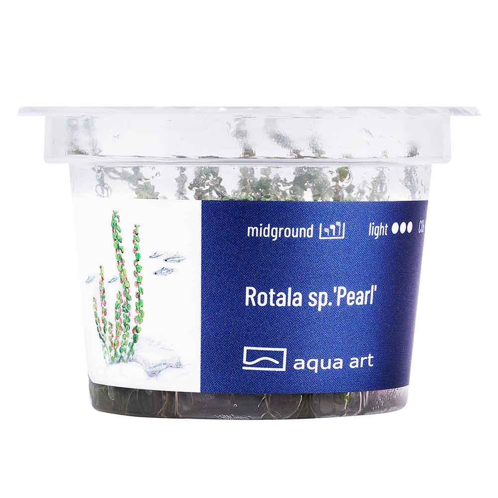 Aqua Art Rotala sp. &quot;Pearl&quot;