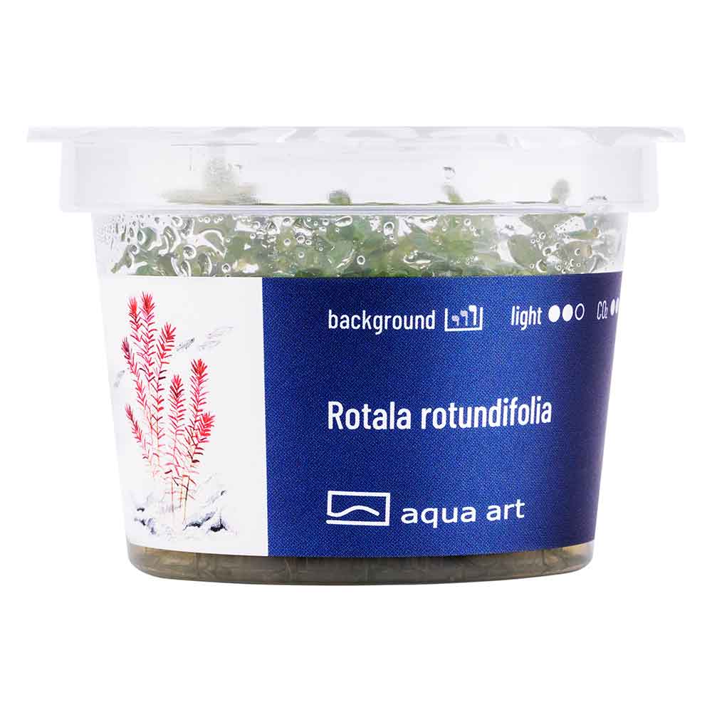 Aqua Art Rotala rotundifolia