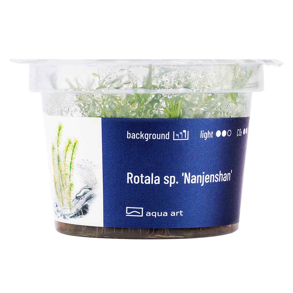 Aqua Art Rotala sp. &quot;Nanjenshan&quot; in Vitro Cup