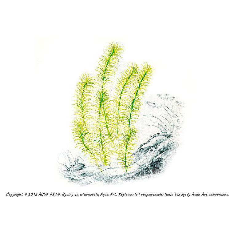 Aqua Art Rotala sp. &quot;Nanjenshan&quot; in Vitro Cup
