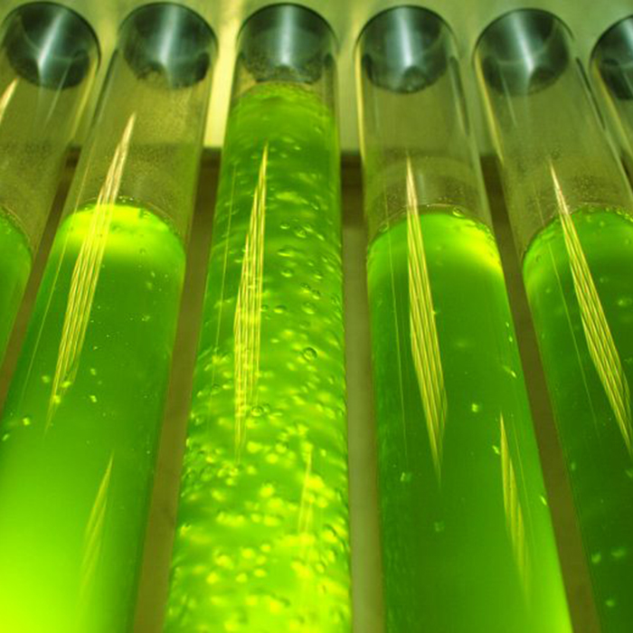 Planctontech SpiruleX PUR Fitoplancton Vivo con Spirulina Super Forte e aminoacidi in bottiglietta 5000ml
