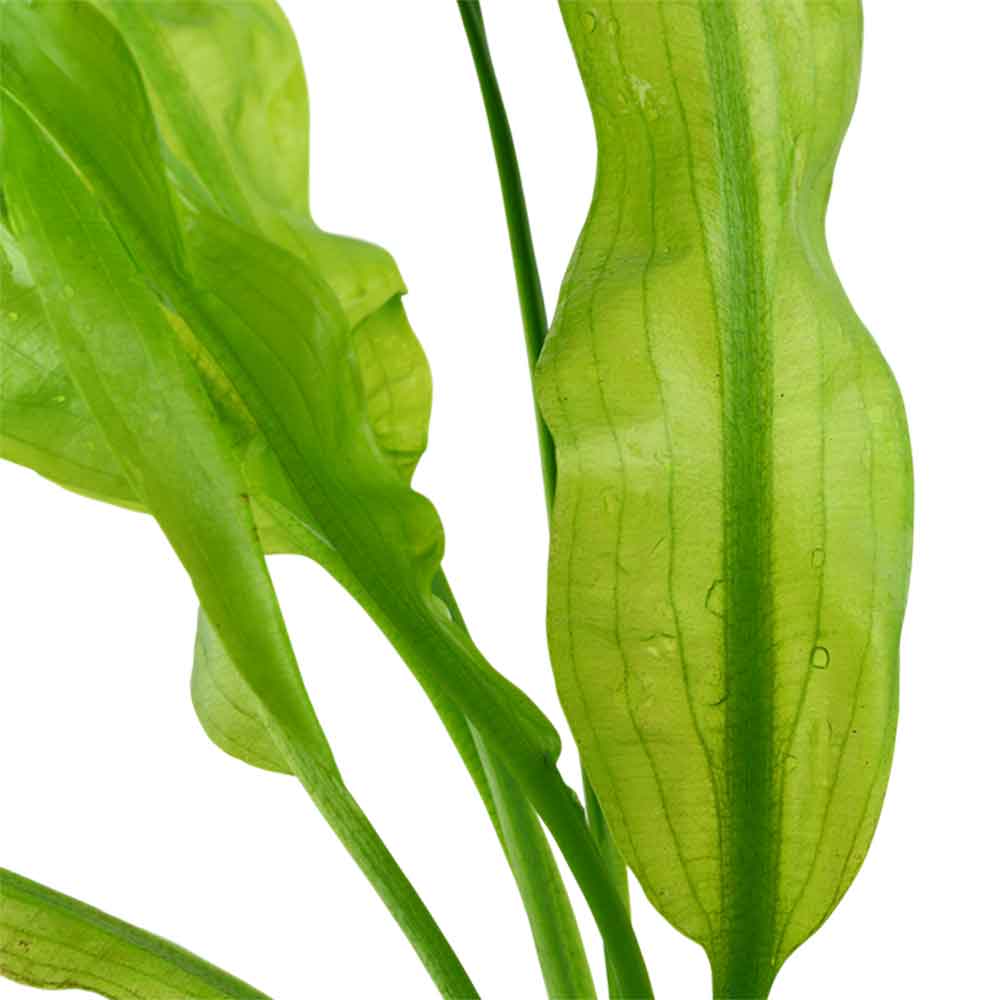 Tropica Aponogeton Ulvaceus bulbo