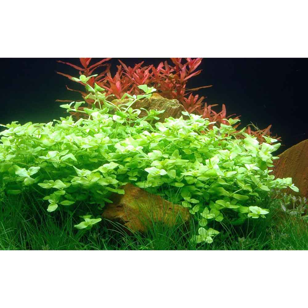 Tropica Bacopa Australis in vasetto