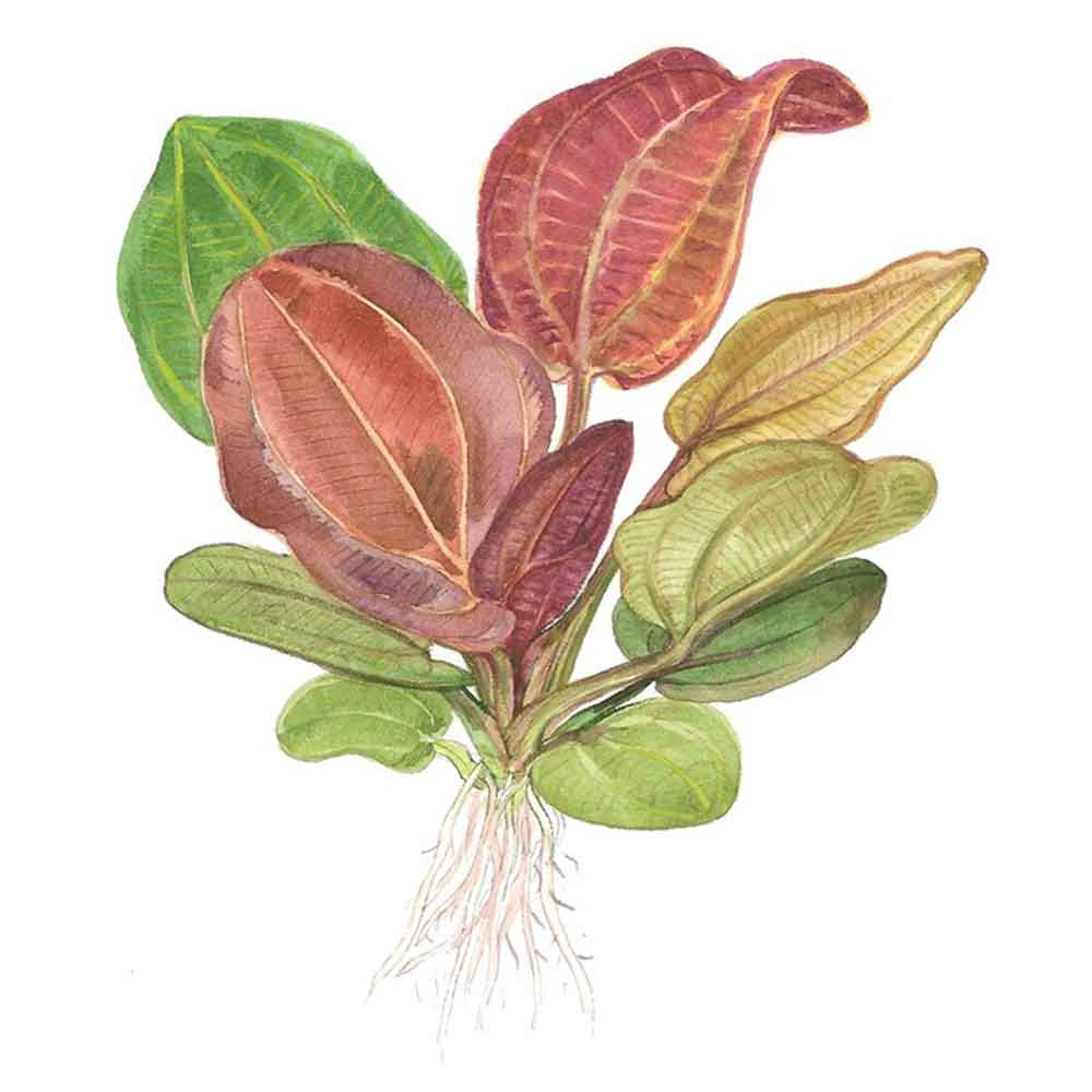Tropica Echinodorus &quot;Reni&quot; in vasetto