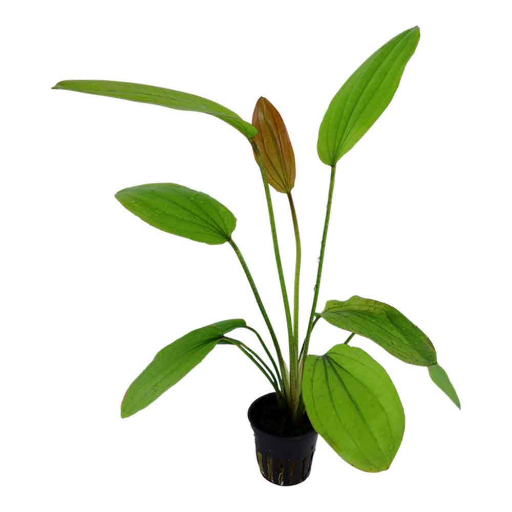 Tropica Echinodorus &quot;Rosè&quot; in vasetto