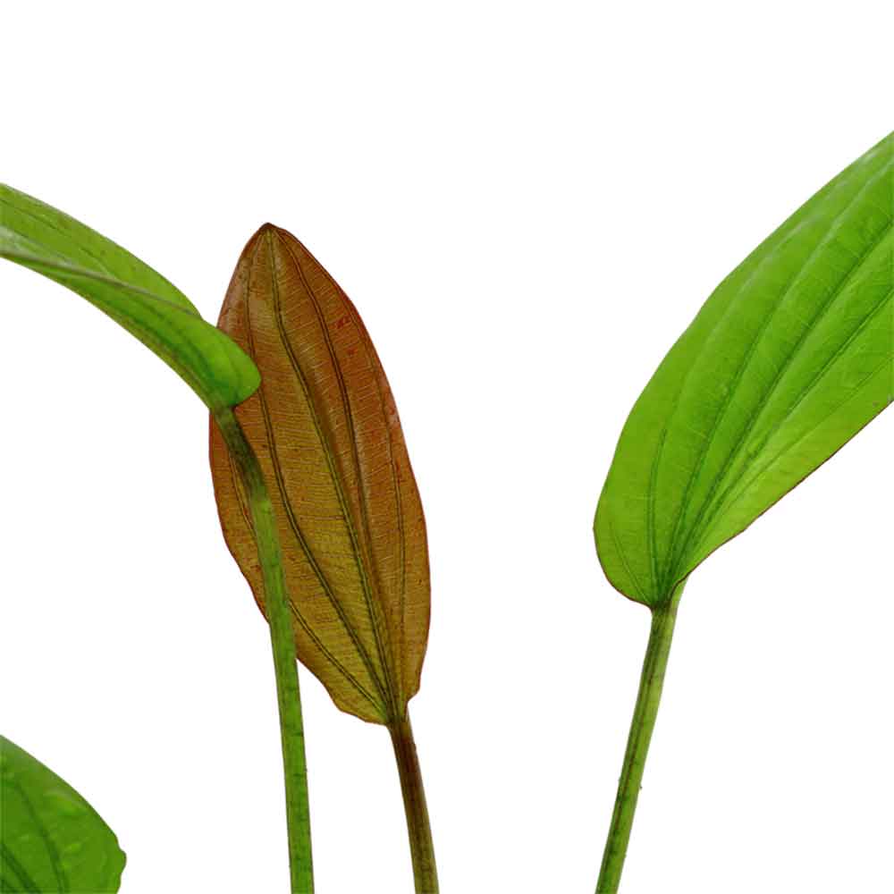 Tropica Echinodorus &quot;Rosè&quot; in vasetto