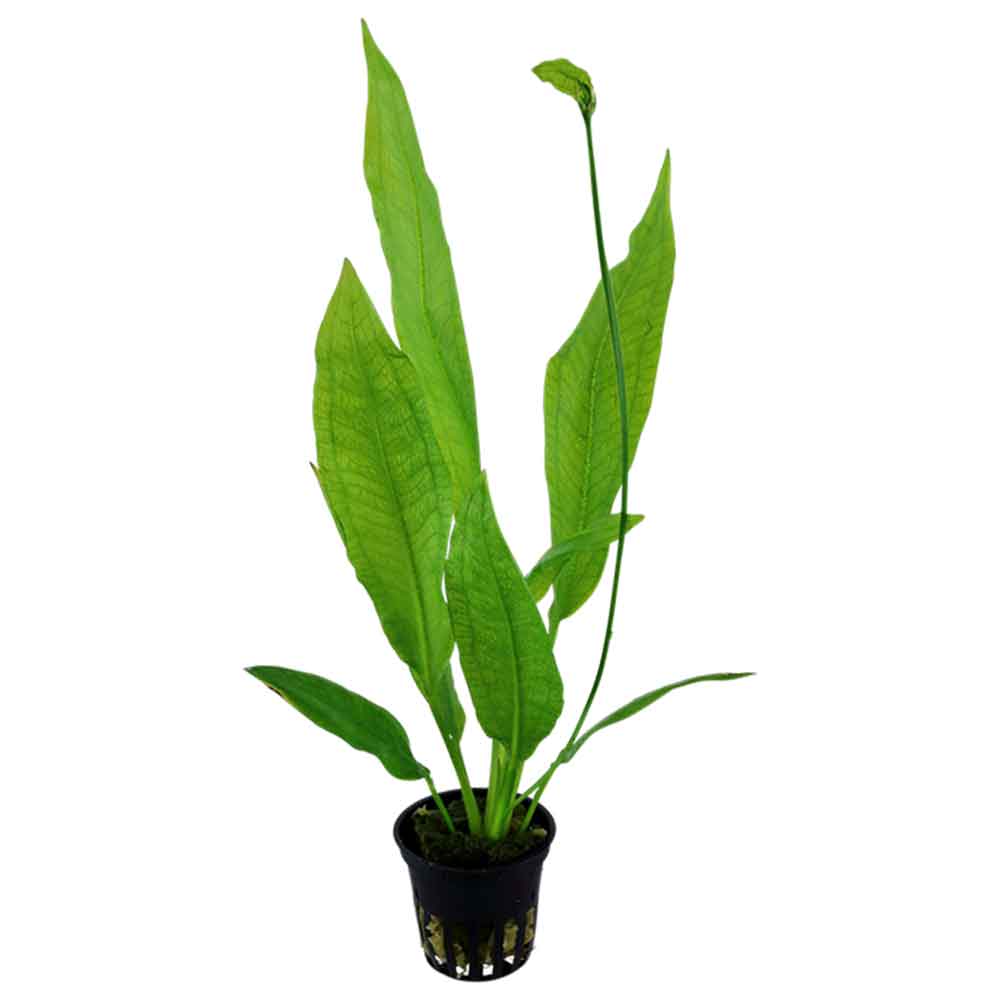 Tropica Echinodorus Bleheri &quot;Paniculatus&quot; in vasetto