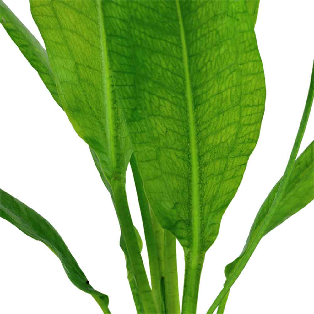 Tropica Echinodorus Bleheri &quot;Paniculatus&quot; in vasetto