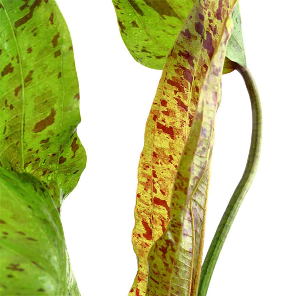 Tropica Echinodorus ’Ozelot’ green in vasetto