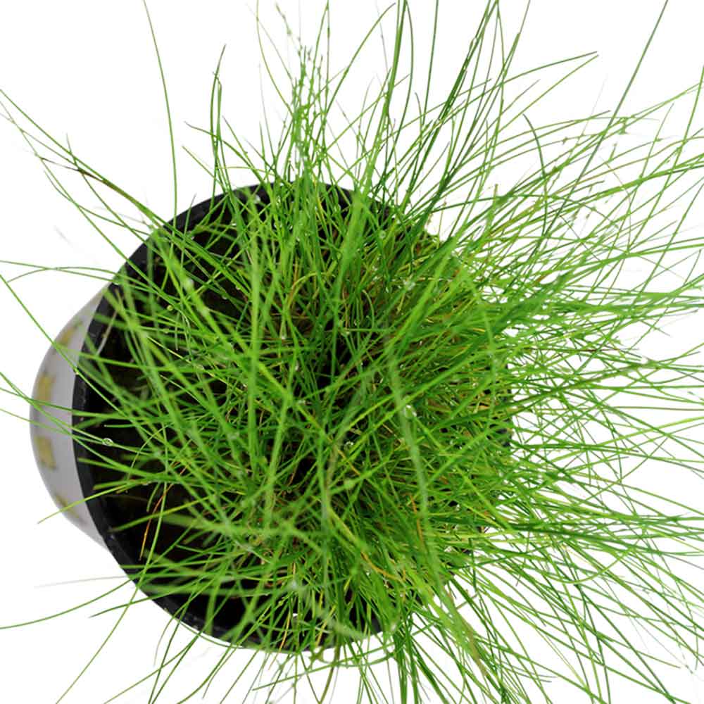 Tropica Eleocharis &quot;Parvula&quot; in vasetto