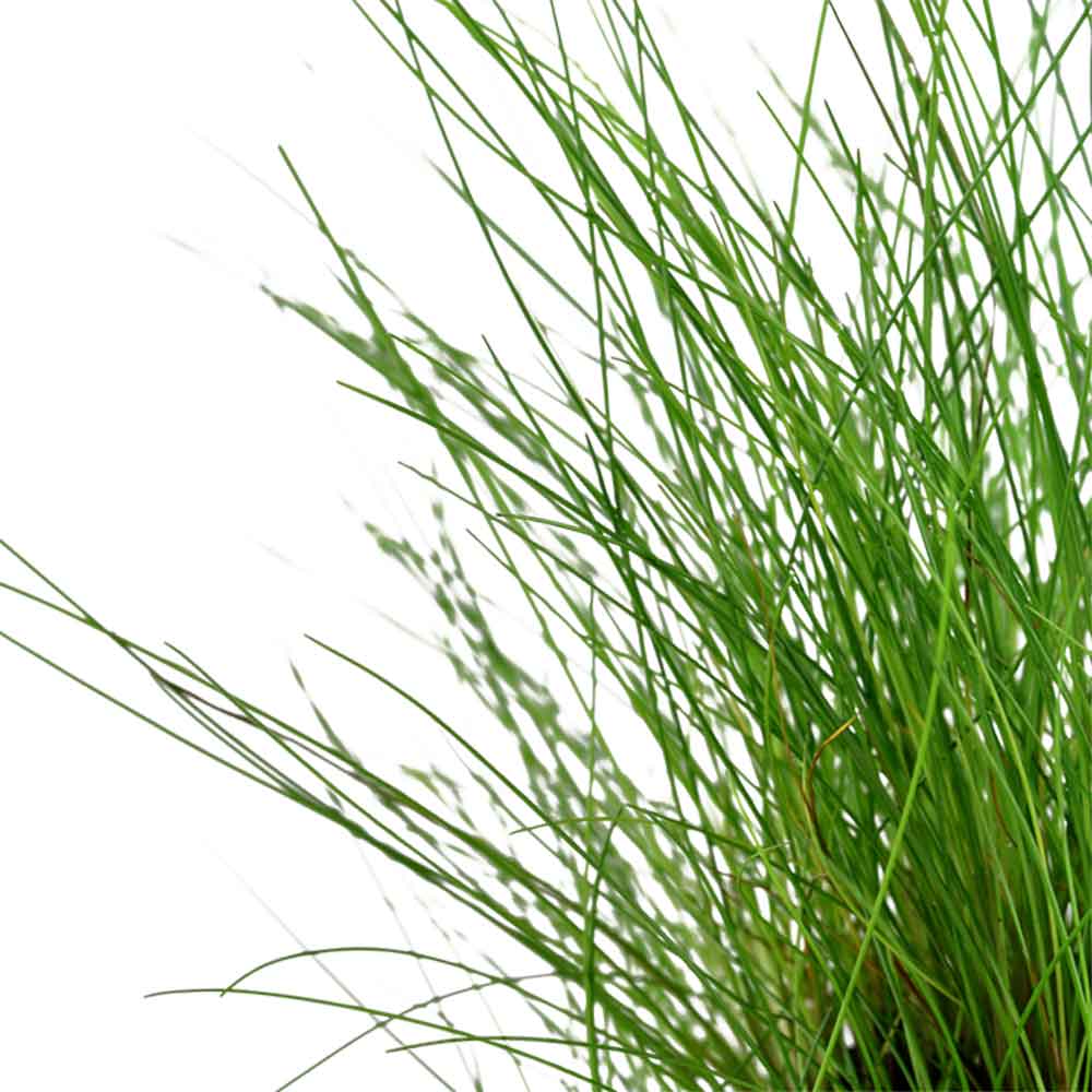 Tropica Eleocharis &quot;Parvula&quot; in vasetto