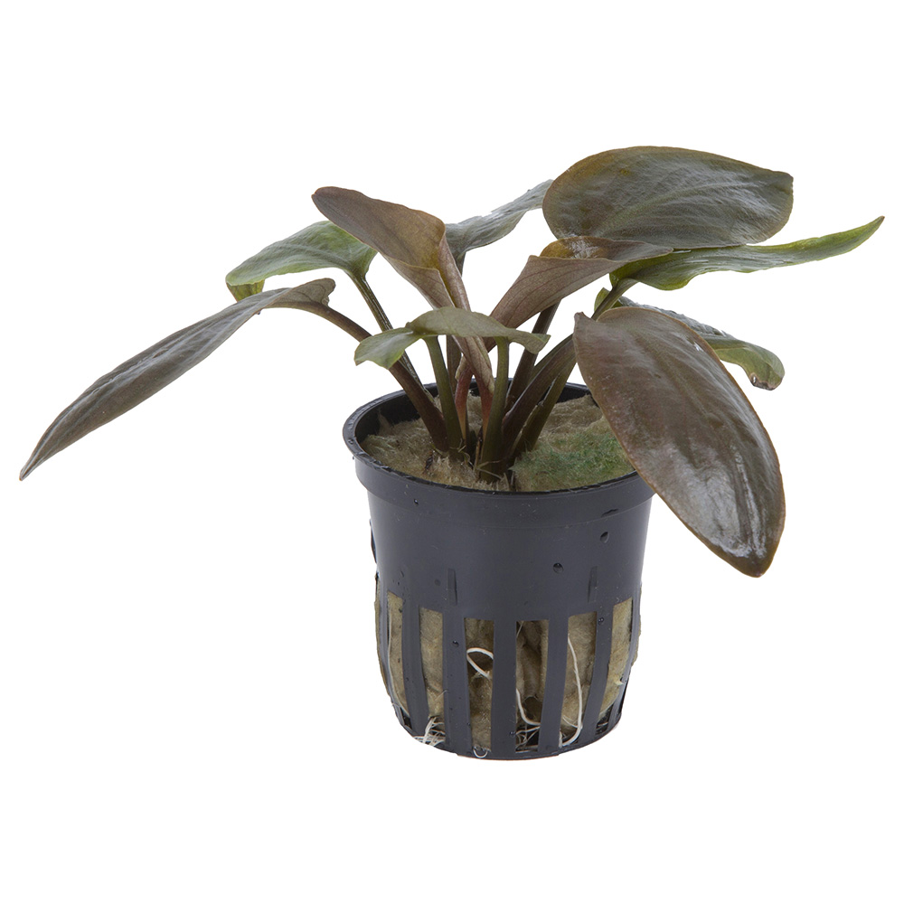 Tropica Lagenandra Meeboldii &quot;Red&quot; in vasetto