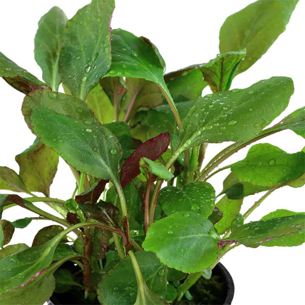Tropica Lobelia Cardinalis in vasetto