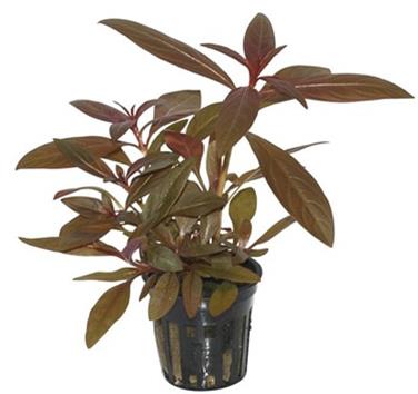 Tropica Ludwigia Glandulosa in vasetto