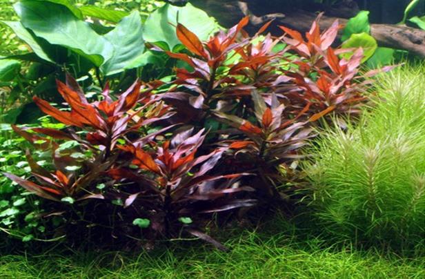 Tropica Ludwigia Glandulosa in vasetto