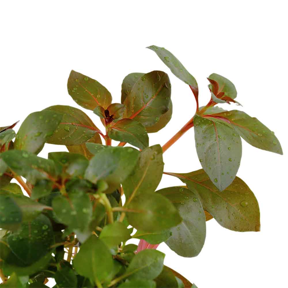 Tropica Ludwigia Repens &quot;Rubin&quot; in vasetto