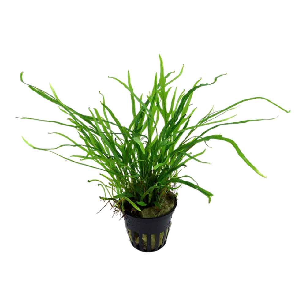 Tropica Microsorum Pteropus &quot;'Trident&quot; in vasetto