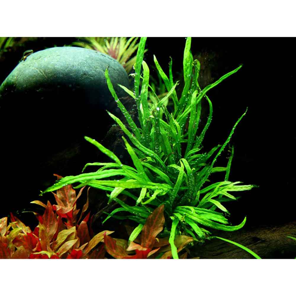 Tropica Microsorum Pteropus &quot;'Trident&quot; in vasetto