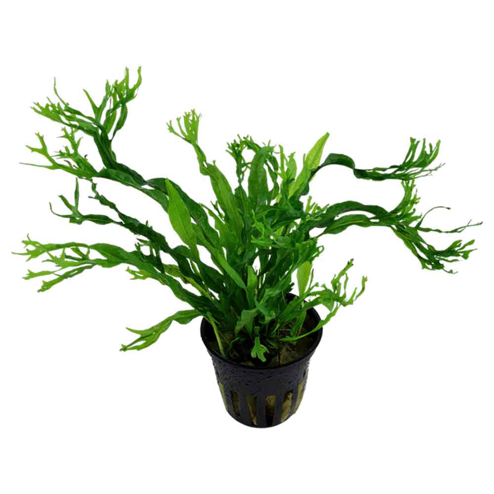 Tropica Microsorum Pteropus &quot;'Windelov&quot; in vasetto