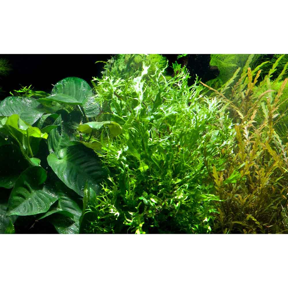 Tropica Microsorum Pteropus &quot;'Windelov&quot; in vasetto