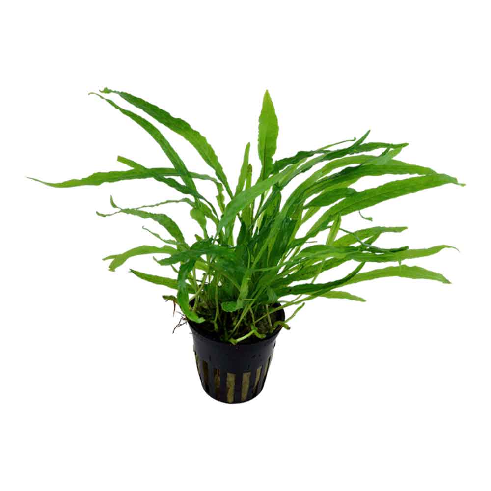 Tropica Microsorum Pteropus &quot;Narrow&quot; in vasetto