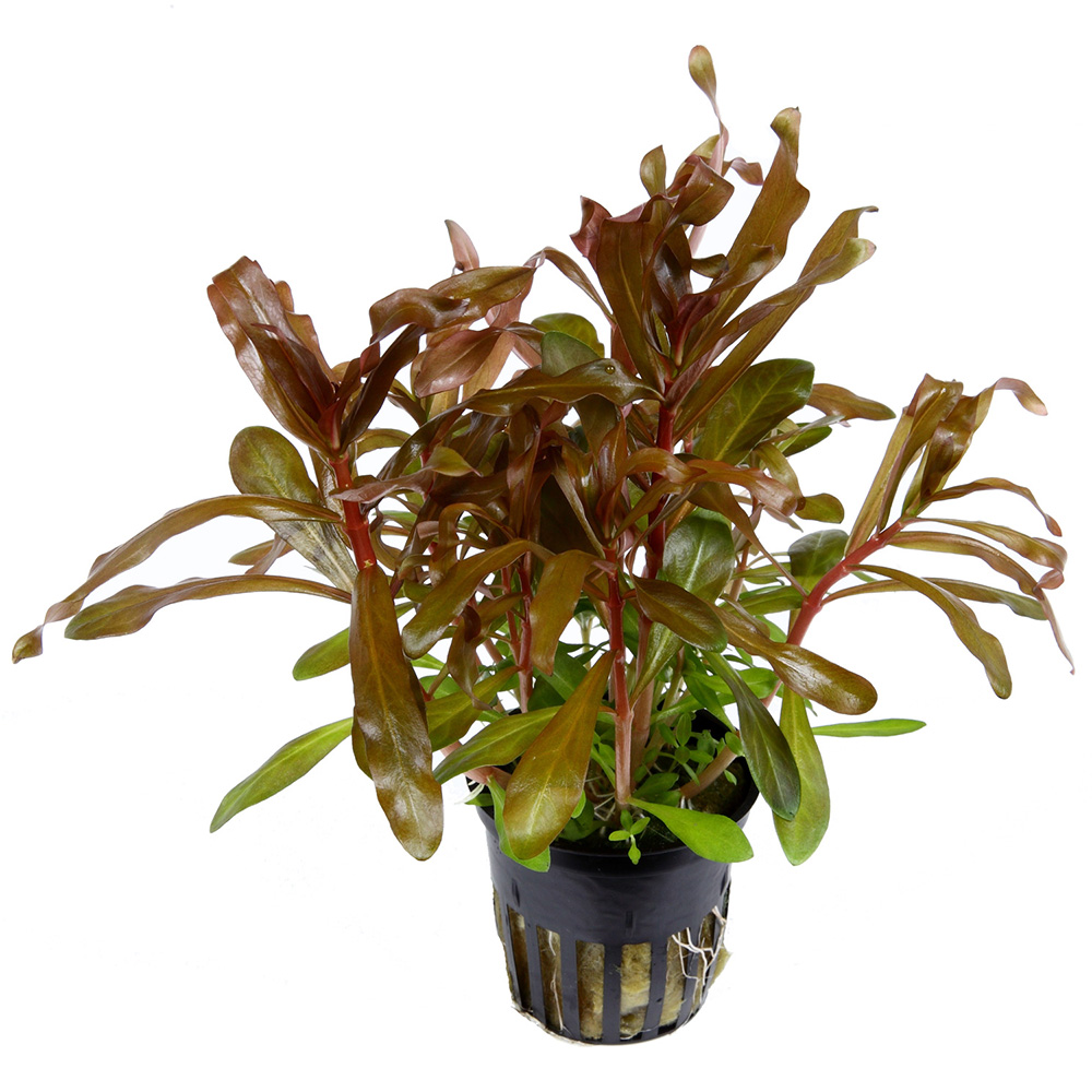 Tropica Nesaea Crassicaulis in vasetto