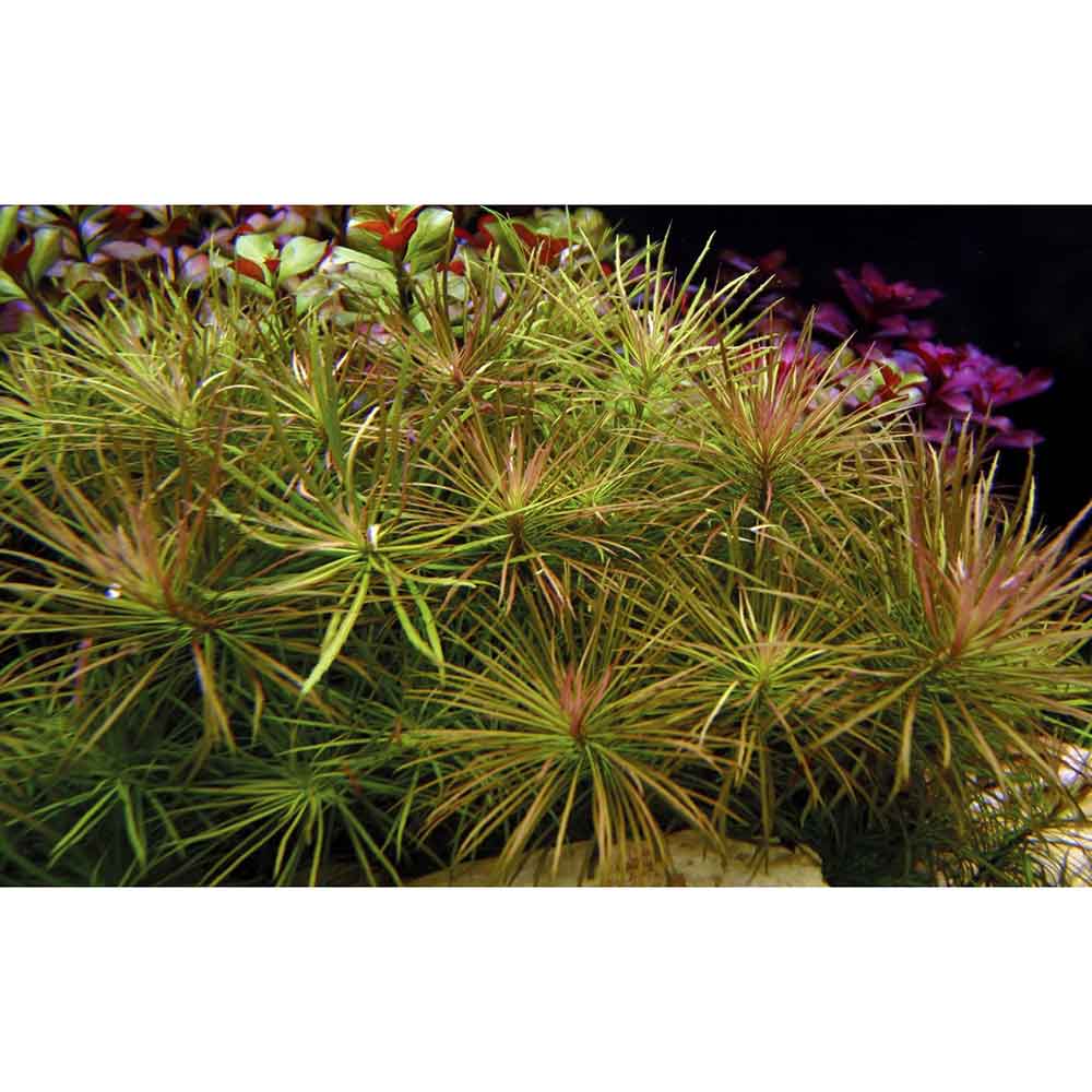 Tropica Pogostemon Stellata Eusteralis in vasetto