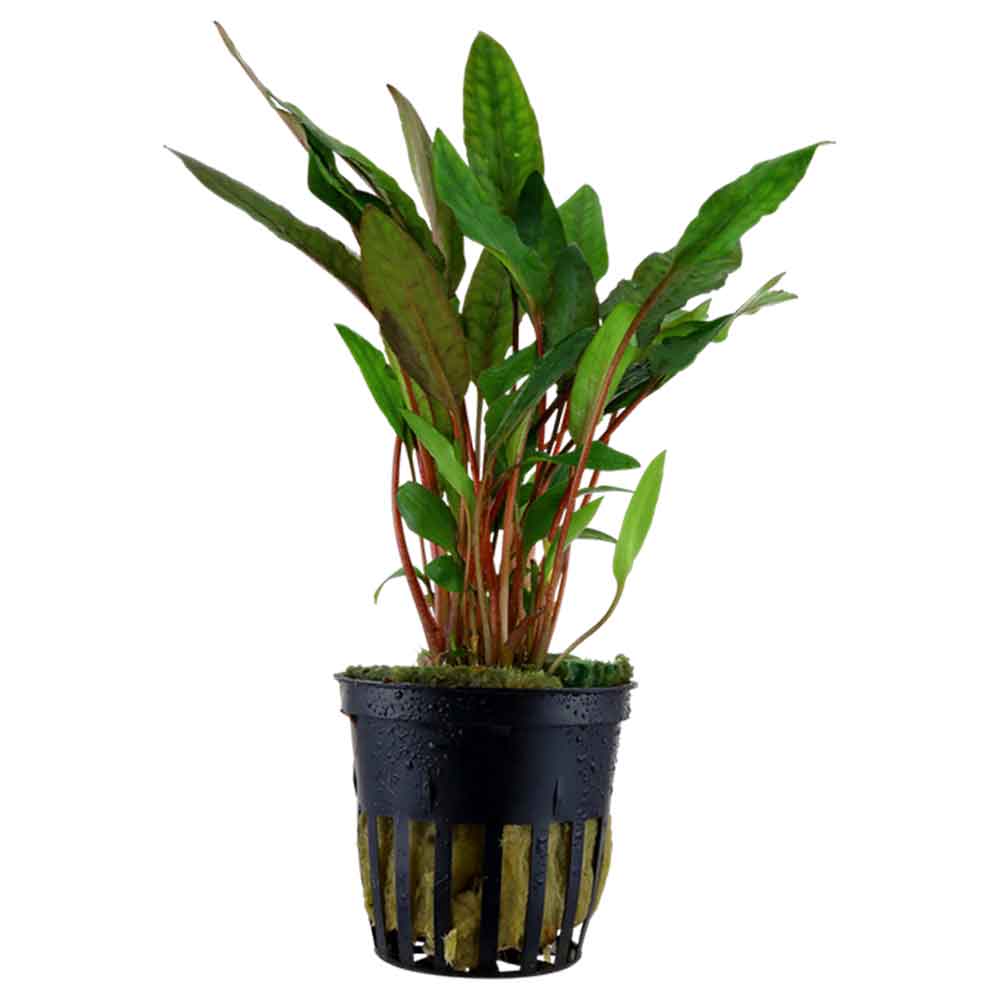 Tropica Single Package Cryptocoryne Beckettii &quot;Petchii&quot; vasetto