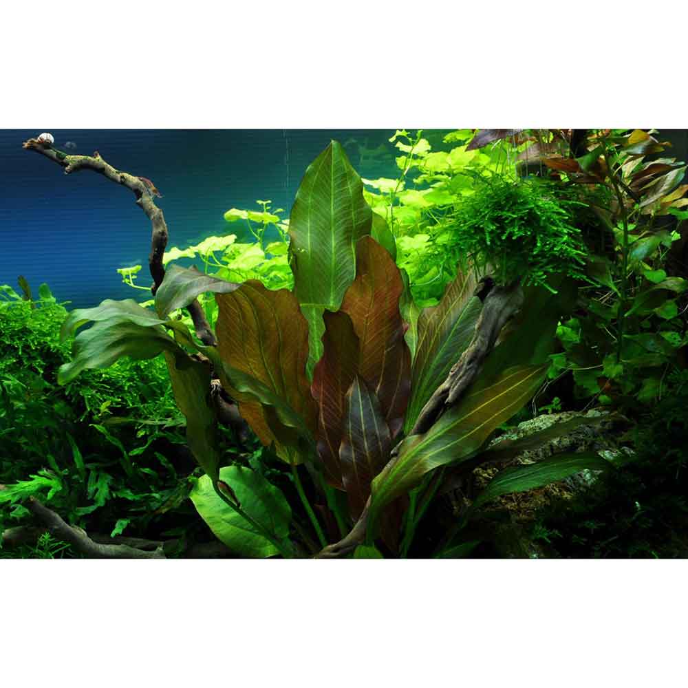 Tropica Single Package Echinodorus Reni vasetto