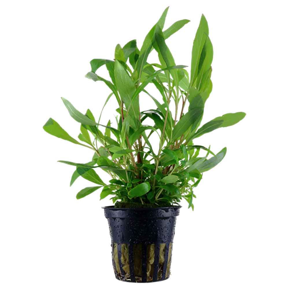 Tropica Single Package Hygrophila Siamensis 53B vasetto