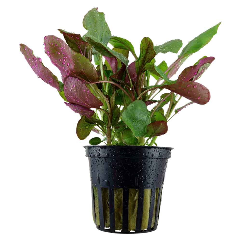 Tropica Single Package Lobelia Cardinalis vasetto