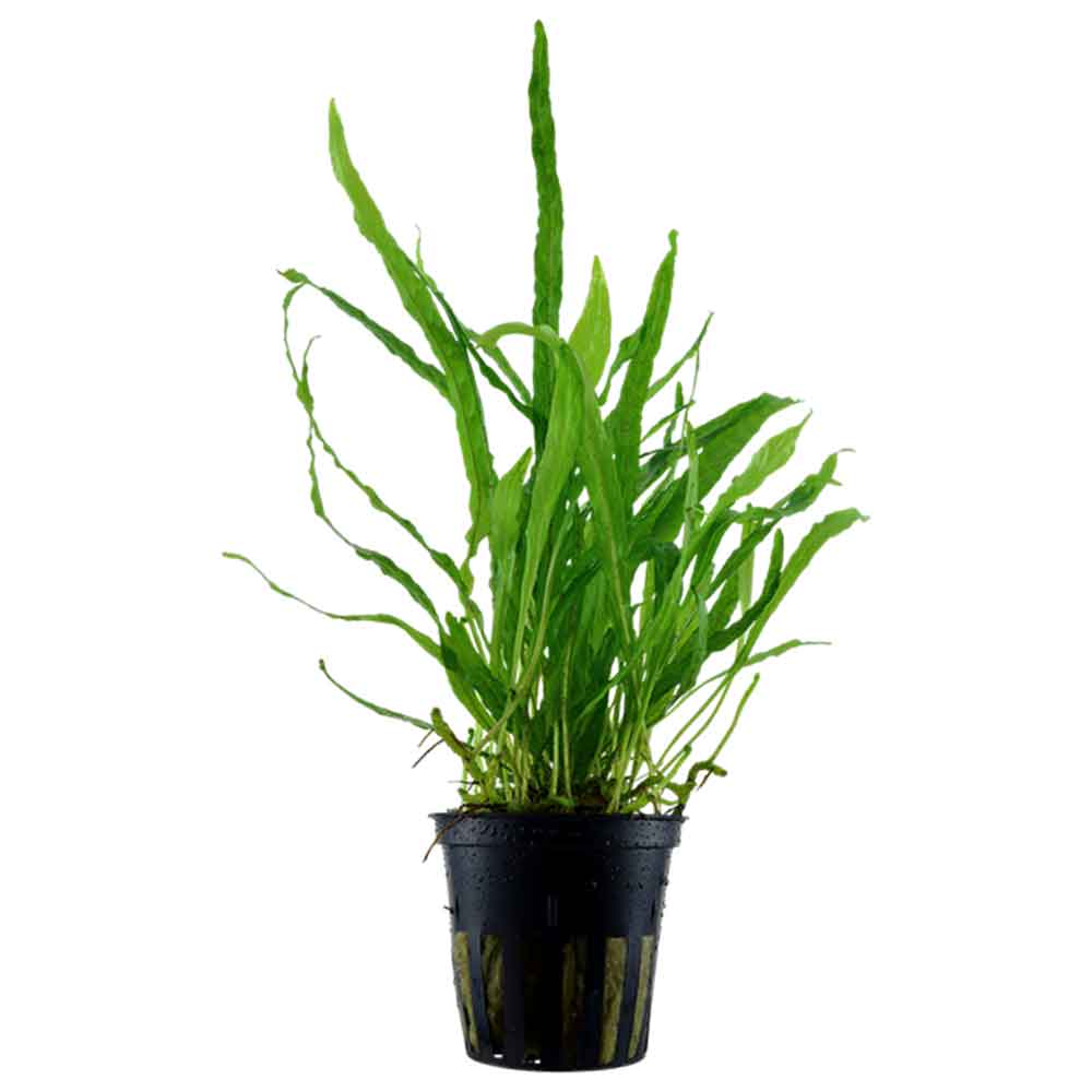 Tropica Single Package Microsorium Pteropus narrow vasetto