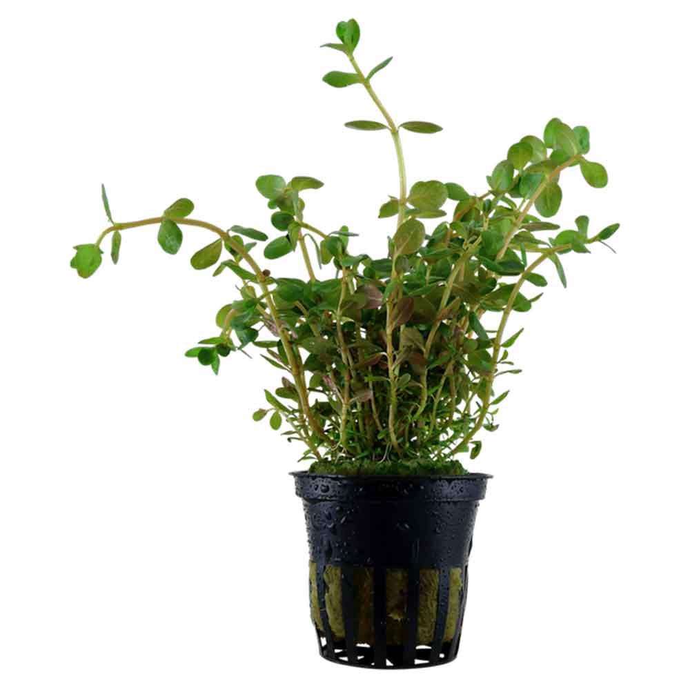 Tropica Single Package Rotala Rotundifolia vasetto