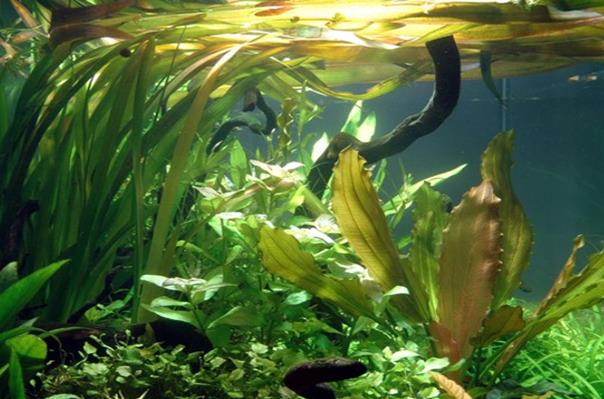 Tropica Vallisneria Gigantea in vasetto