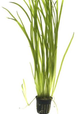 Tropica Vallisneria Spiralis &quot;Tiger&quot; in vasetto