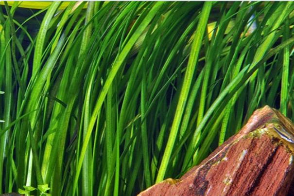 Tropica Vallisneria Spiralis &quot;Tiger&quot; in vasetto