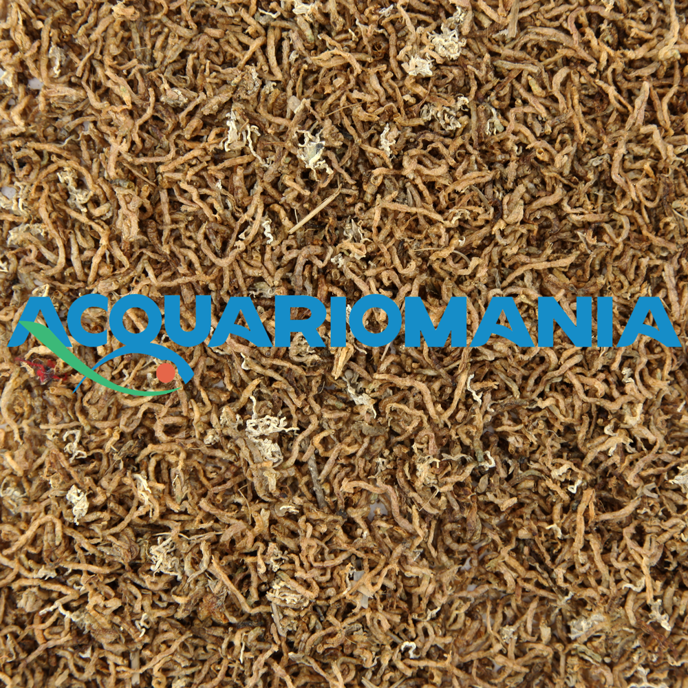 Shg Chironomus 30g
