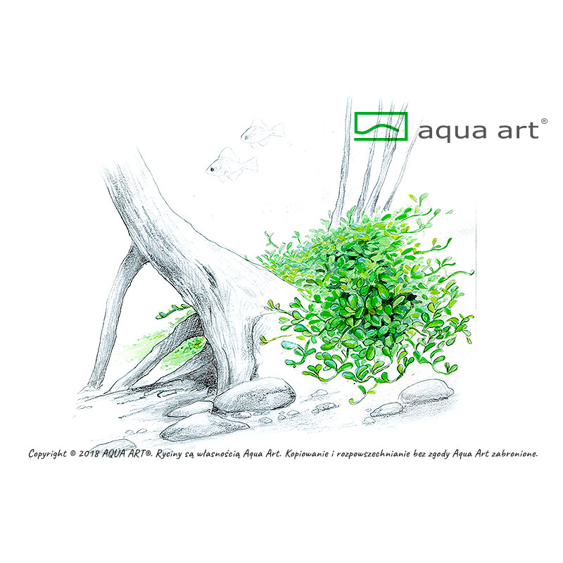 Aqua Art Glossostigma elatinoides in Vitro Cup