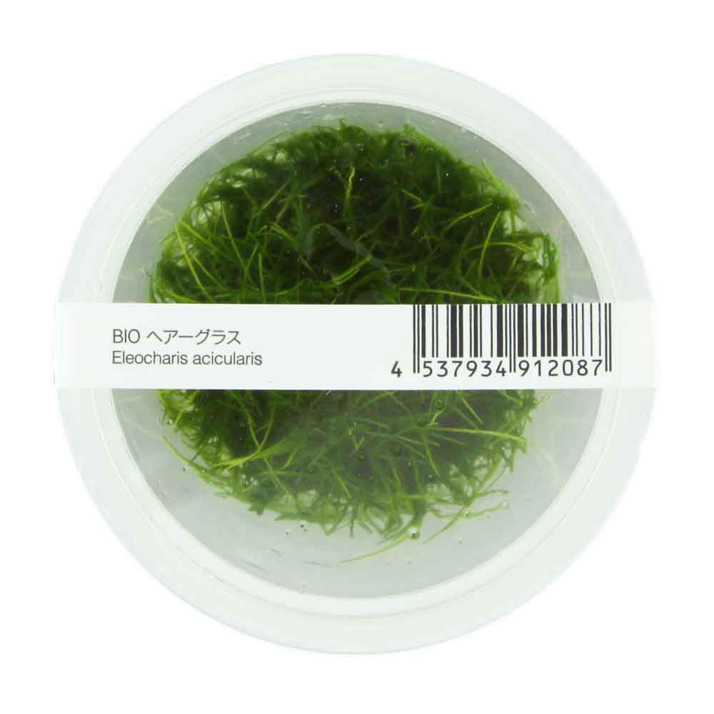 Ada Bio Mizukusa No Mori Eleocharis acicularis in Vitro Cup