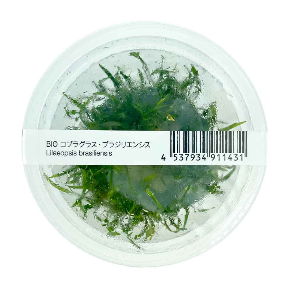 Ada Bio Mizukusa No Mori Lilaeopsis brasiliensis in Vitro Cup (8Ø-5H)