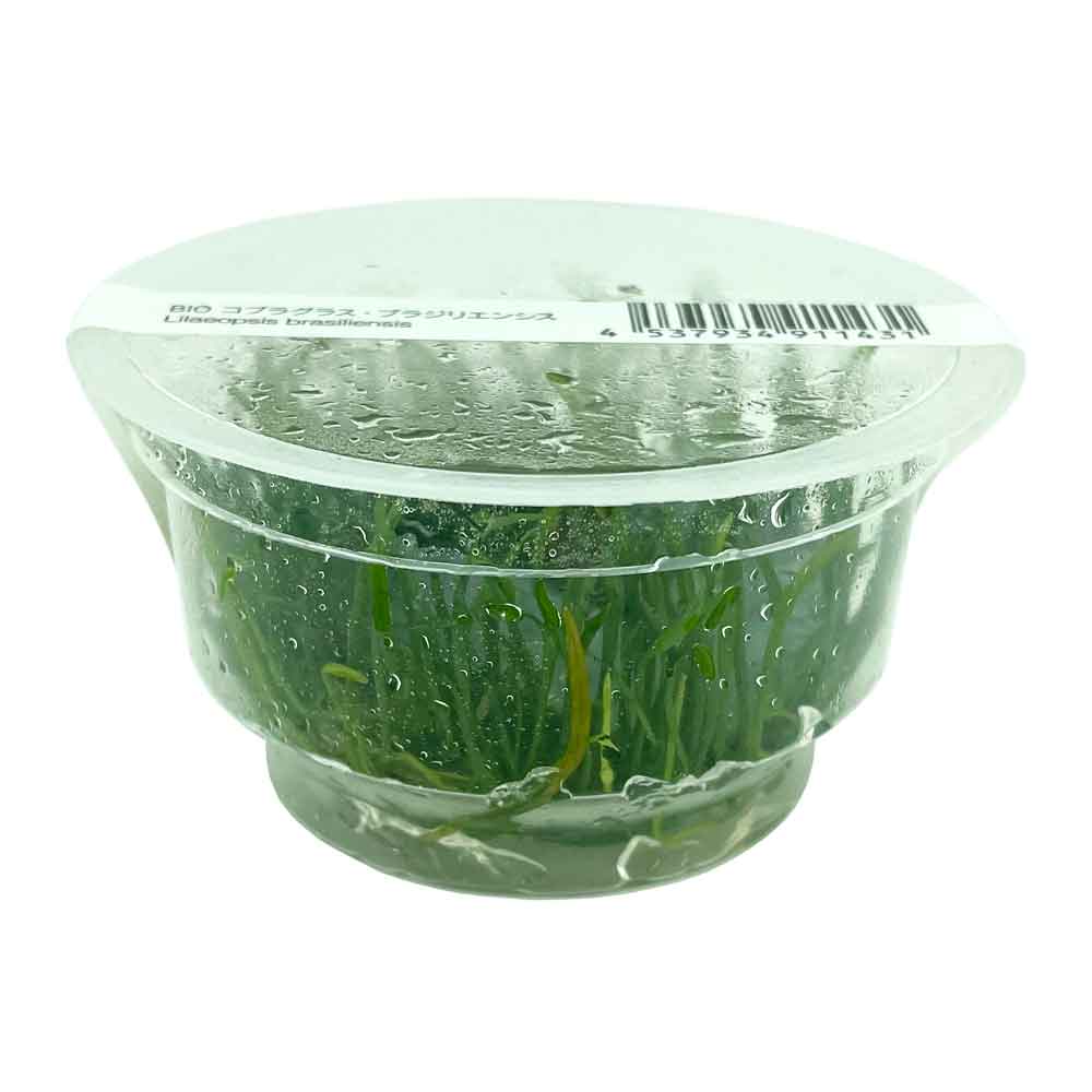Ada Bio Mizukusa No Mori Lilaeopsis brasiliensis in Vitro Cup (8Ø-5H)