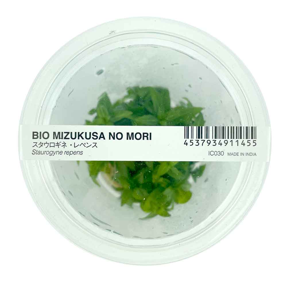 Ada Bio Mizukusa No Mori Staurogyne repens in Vitro Cup (8Ø-10H)