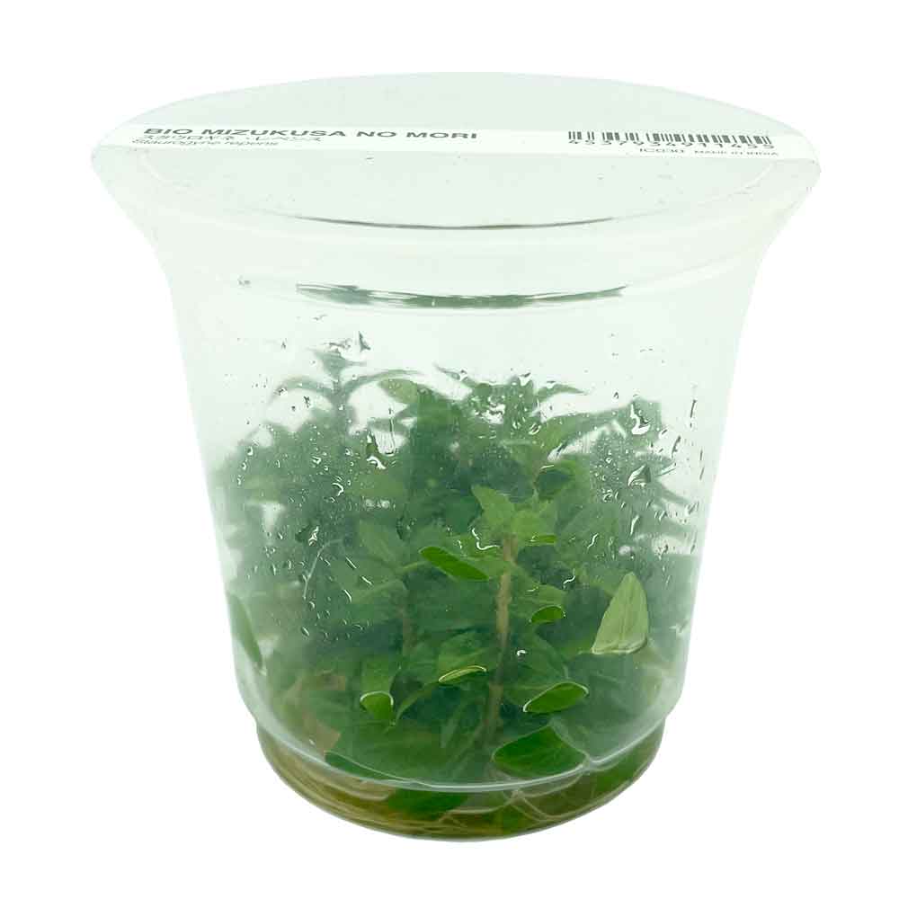 Ada Bio Mizukusa No Mori Staurogyne repens in Vitro Cup (8Ø-10H)